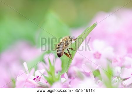 Honey Bee Collects Nectar And Pollen From Phlox Subulata, Creeping Phlox, Moss Phlox, Moss Pink, Or 