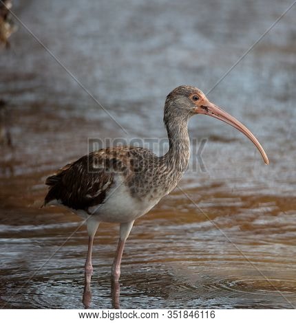 An Immature White Ibis (eudocimus Albus) Stands In Shallow Water Along The Shore Of Long Key State P