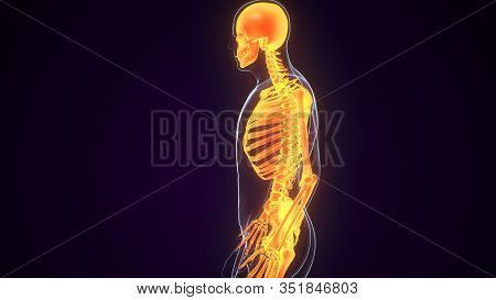 3d Illustration Concept Of Human Skeleton System Bone Joints Anatomy