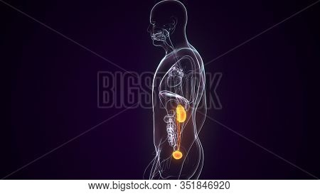 3d Illustration Concept Of Human Urinary System Kidneys With Bladder Anatomy