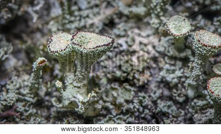 Lichen Cladonia Chlorophaea. Green-red Lichen. Selective Focus. Photo Made In North Of Norway On The