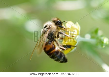 Bee Collects Nectar From Potentilla Erecta, Tormentilla, Potentilla Laeta, Tormentil, Septfoil Or Er