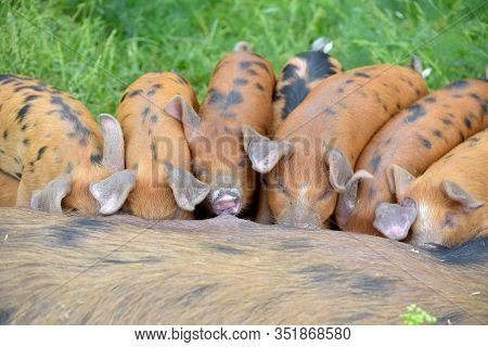 Gloucester Old Pig Suckling, Sus Scrofa Domesticus, Suckling A Group Of Young Piglets