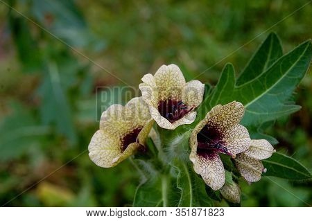 Henbane Black ( Lat. Hyoscýamus Níger) Poisonous Plant.