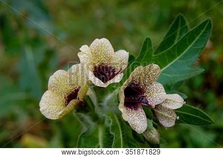 Henbane Black ( Lat. Hyoscýamus Níger) Poisonous Plant.
