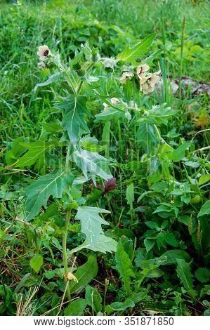 Wild-growing Poisonous Herb Hyoscyamus.belen Contains Alkaloids Hyoscyamine.