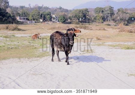 Black Cow Looking Towards Camera Himachal Pradesh India Large View 1