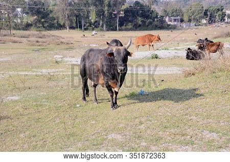 Black Cow Looking Towards Camera Himachal Pradesh India Large View 2