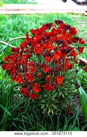Flowers Erysimum Capitatum Red End Yellow