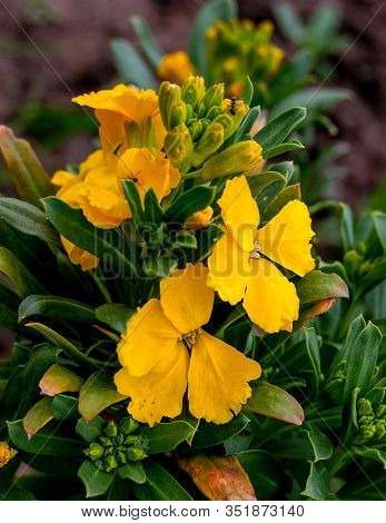 Flowers Erysimum Capitatum Red End Yellow