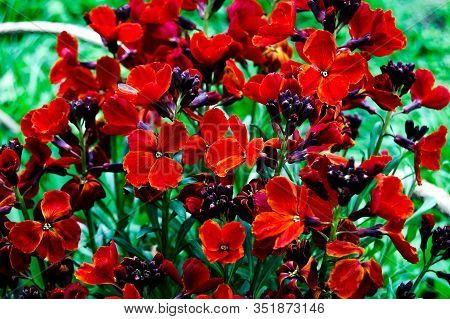 Flowers Erysimum Capitatum Red End Yellow