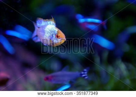 Orange Blue Glow Tetra Fish In Aquarium