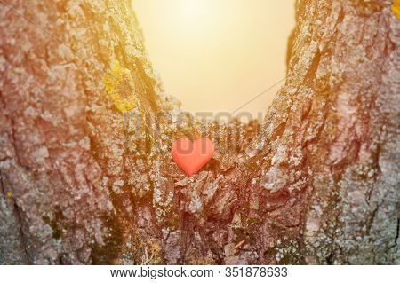 Heart On Tree. Environment Protection Symbol, Copy Space. Arboriculture Tree Love Concept.