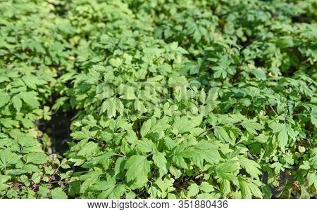 White Mugwort Leaves Green For Herb Vegetable Food Nature In The Garden / Artemisia Lactiflora