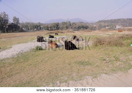 Group Of Indian Cow Seating Together On Ground