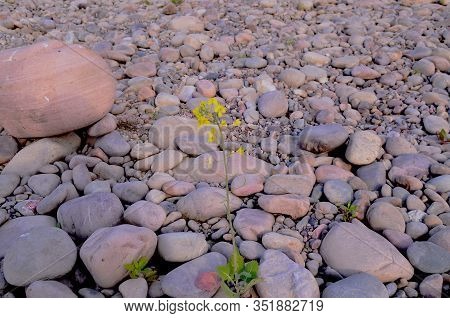 Mustod Oil Plant In Stone Himachal Pradesh India