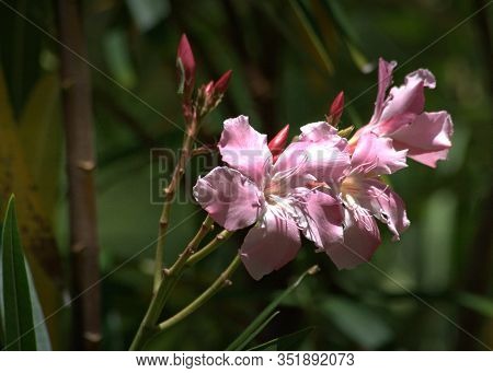 Blooming Pink Rhododendron Flowers In The Garden, Soft Background