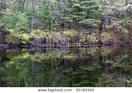 Odbicie w Walden Pond