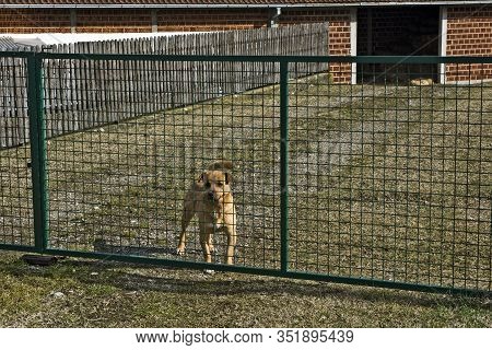 A Domestic Dog Mix Keeps And Protects Its Yard. We Do Not Allow Anyone To Pass.