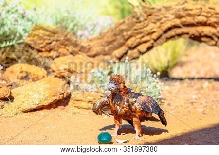 Black-breasted Buzzard Bird Of Prey. Cracking An Emu Egg With A Stone To Eat Inside. Desert Park At 