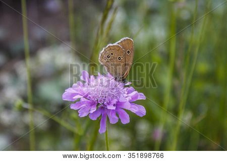 Its Nature And Beauty, Flowers And Life