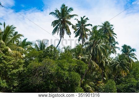 Beautiful Palm Trees Against The Sky With Colorful Clouds. On The Banks Of The Madu River. Balapitiy