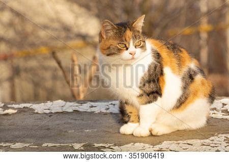 A Beautiful Cat With Three Colors Rests Outside