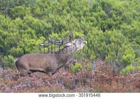 Deer In The Bellow