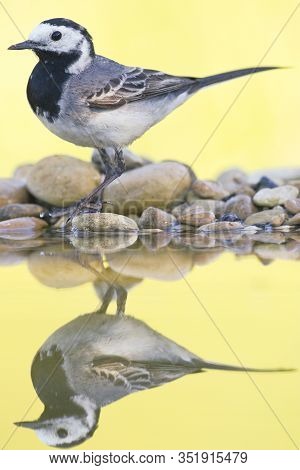 White Wagtail (motacilla Alba)