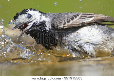 White Wagtail