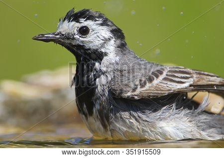 White Wagtail
