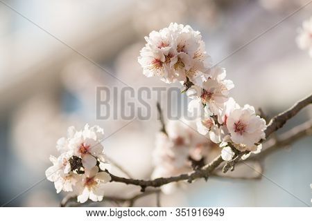 The almond tree blooms is white color