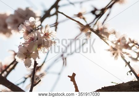 The almond tree blooms is white color