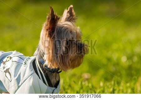 Yorkshire Terrier in a jacket is standing in a green grass