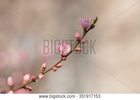 The almond tree blooms is white color