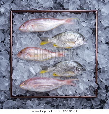 Pescado sobre hielo