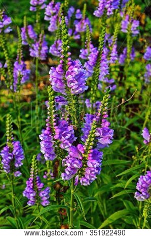 Amazing Dainty Mauve Flowers Of Physostegia Virginiana Vivid With Natural Background.