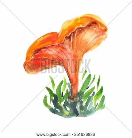 Cantharellus cibarius watercolor hand-drawn illustration isolated object on white background. Agaricus cantharellus Chanterel cantharellus mushroom.