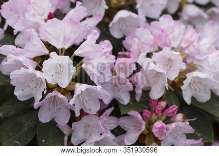 Big Azalea Or Rhododendron In Garden. Season Of Flowering Azaleas (rhododendron) At Botanical Garden