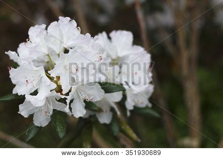 Big Azalea Or Rhododendron In Garden. Season Of Flowering Azaleas (rhododendron) At Botanical Garden