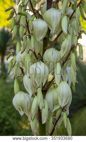 Blooming Yucca Gloriosa. Perennial Evergreen Monoecious Plant Asparagaceae.