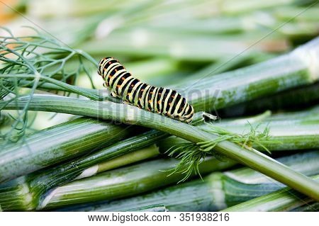 Caterpillar Of The Bedsore Of The Hawk Moth (hyles Gallii) From Ukraine. A Large Caterpillar Crawls 