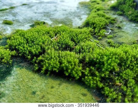 Mosses (bryophyte) On Rocks, They Are Characteristically Limited In Size And Prefer Moist Habitats. 