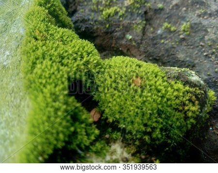 Mosses (bryophyte) On Rocks, They Are Characteristically Limited In Size And Prefer Moist Habitats. 