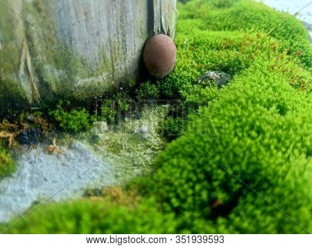 Mosses (bryophyte) On Rocks, They Are Characteristically Limited In Size And Prefer Moist Habitats. 