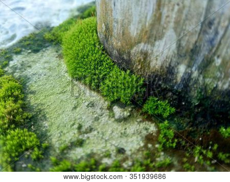Mosses (bryophyte) On Rocks, They Are Characteristically Limited In Size And Prefer Moist Habitats. 