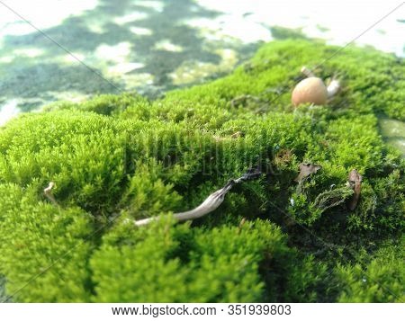 Mosses (bryophyte) On Rocks, They Are Characteristically Limited In Size And Prefer Moist Habitats. 
