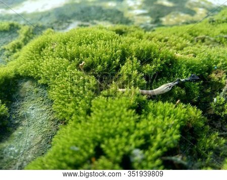 Mosses (bryophyte) On Rocks, They Are Characteristically Limited In Size And Prefer Moist Habitats. 