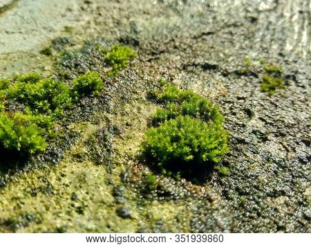 Mosses (bryophyte) On Rocks, They Are Characteristically Limited In Size And Prefer Moist Habitats. 