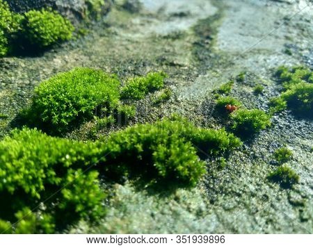 Mosses (bryophyte) On Rocks, They Are Characteristically Limited In Size And Prefer Moist Habitats. 